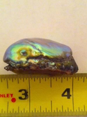 160.24 carat abalone pearl