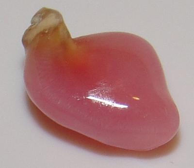 .80 carat conch natural pearl