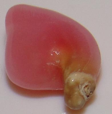 .80 carat conch natural pearl