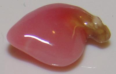 .80 carat conch natural pearl