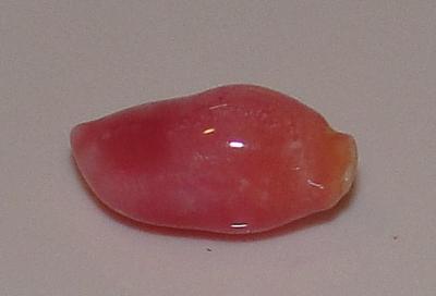 2.5 carat pink conch pearl