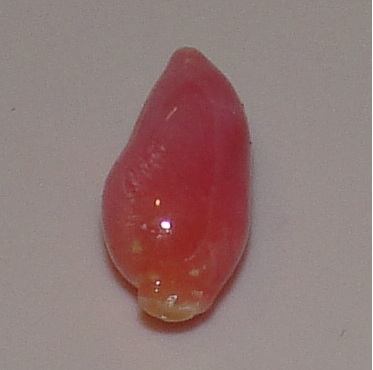 2.5 carat pink conch pearl