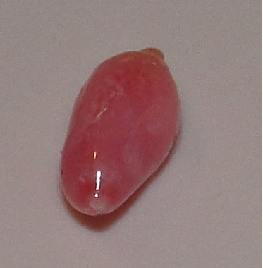 2.5 carat pink conch pearl