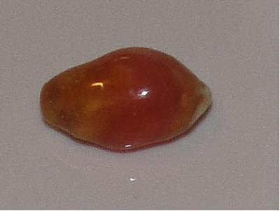 3.4 carat tri-color conch pearl