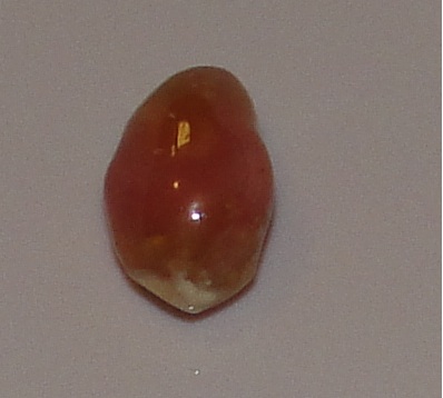 3.4 carat   tri-color conch pearl