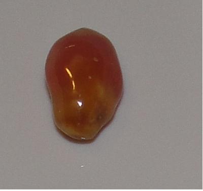 3.4 carat tri-color conch pearl