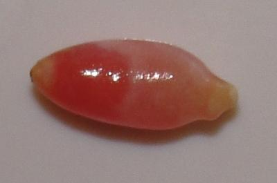 0.35 carat 3 toned conch natural pearl