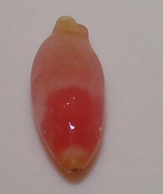 0.35 carat 3 toned conch natural pearl