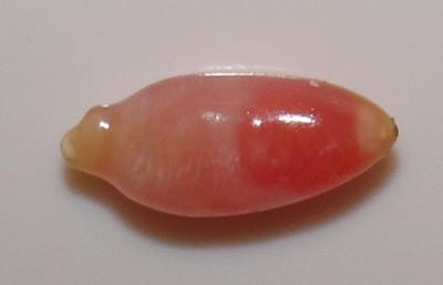 0.35 carat 3 toned conch natural pearl