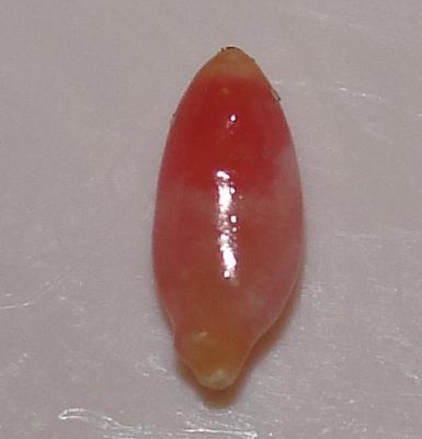 0.35 carat 3 toned conch natural pearl