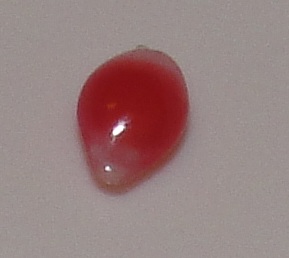0.10 carat 4 x 3mm natural conch pearl