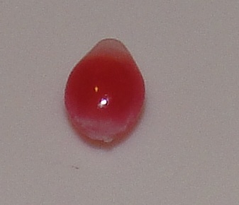 0.10 carat 4 x 3mm natural conch pearl