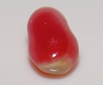 0.35 carat 5 x 3mm natural conch pearl