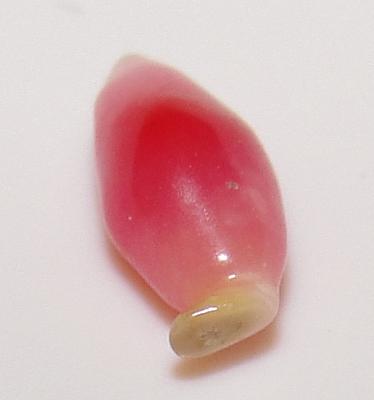 0.45 carat 7 x 3mm natural conch pearl