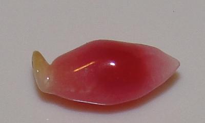 0.45 carat 7 x 3mm natural conch pearl