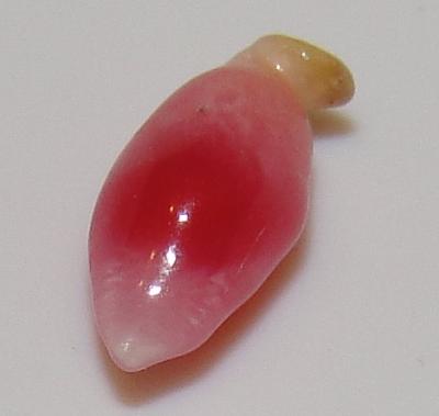 0.45 carat 7 x 3mm natural conch pearl