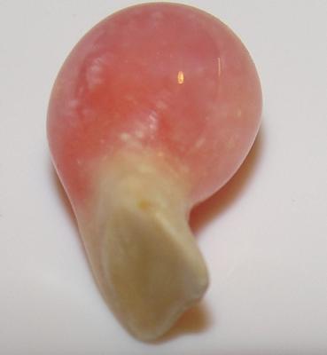 2.35 carat 8 x 6mm Natural Conch Pearl