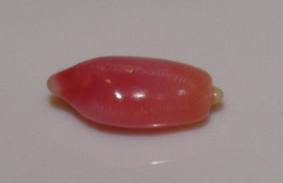 0.85 carat pink conch natural pearl