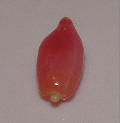 0.85 carat pink conch natural pearl