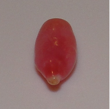 0.85 carat pink conch natural pearl