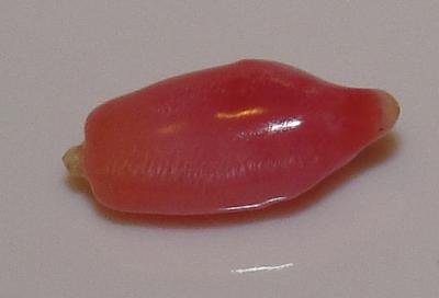 0.85 carat pink conch natural pearl