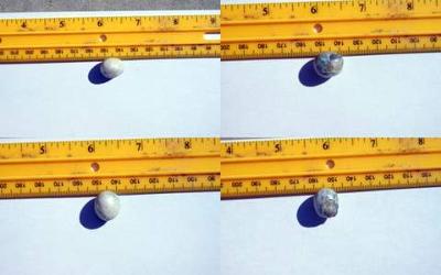 Fossil Pearl from Florida