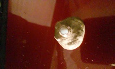 Fossil with pearl in it?