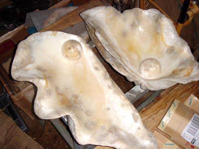 Fossilised Clam Shells with Blister Pearls