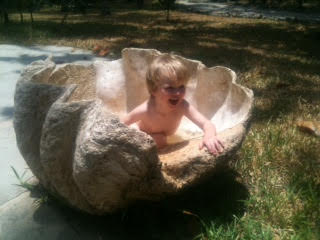 Giant Clam Shell for Sale Giant Clam Shell for Sale