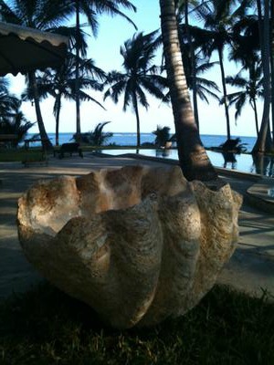 Fossilized Giant Clam Tridacna Gigantea Shell 612Ibs!