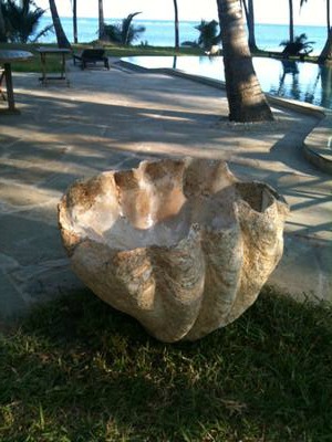 giant clam shell value