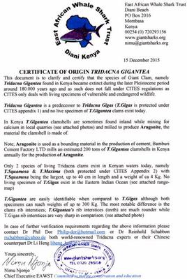 Documentation - Fossilized Giant Clam Tridacna Gigantea Shell 612Ibs!