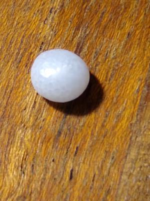 Pearl found in an oyster