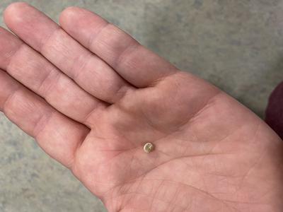 Found a pearl in a clam 