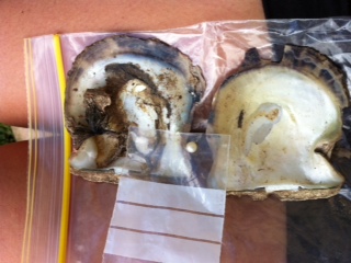 Natural Pearl found in Brisbane with Shell