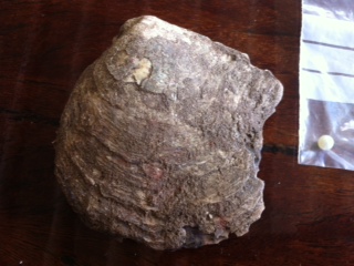 Natural Pearl found in Brisbane with Shell