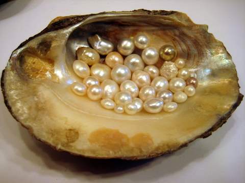 Freshwater Clam with Natural Freshwater Pearls