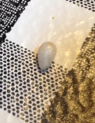 Fried Oyster Surprise