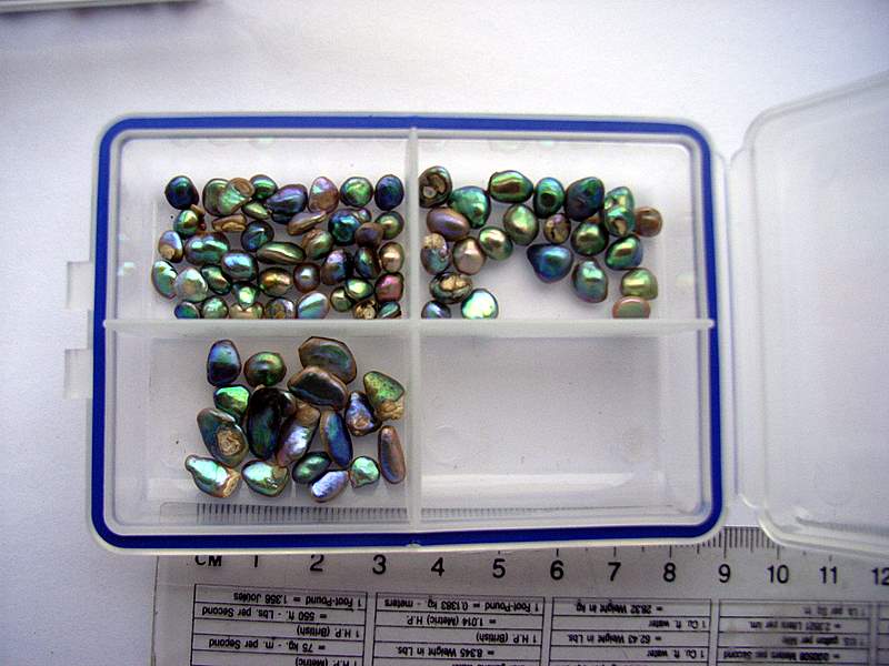 Gem quality large abalone pearls