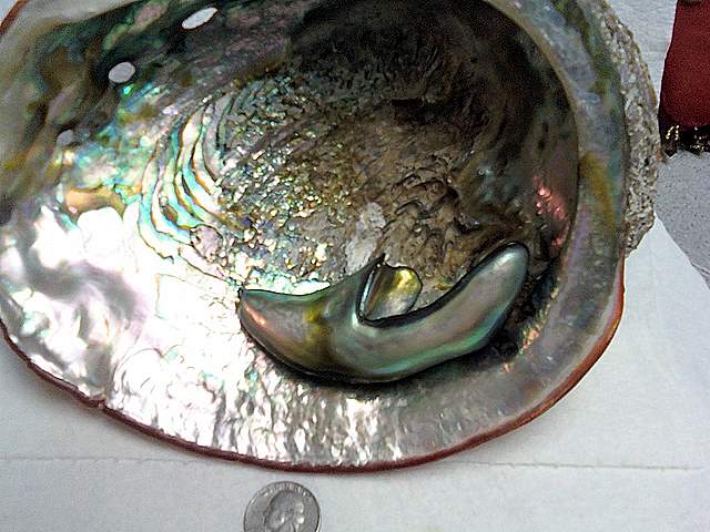 Big Daddy Abalone Pearl