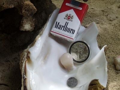 clam shell with pearl