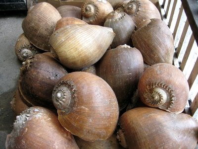 Giant Snail Shells (photo by Kari)