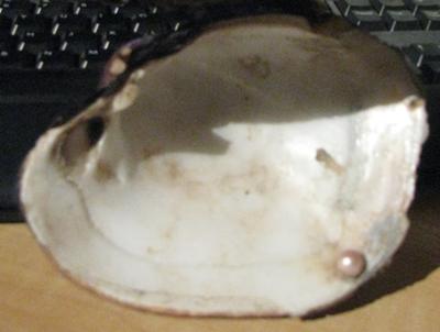 Blister Pearl from Michigan