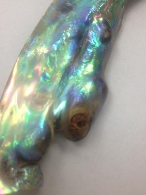 Gorgeous Natural Abalone Wing Shaped Pearl 