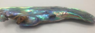 Gorgeous Natural Abalone Wing Shaped Pearl 