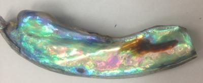 Gorgeous Natural Abalone Wing Shaped Pearl 