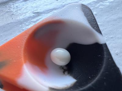 Grandfather Finds Littleneck Clam Pearl
