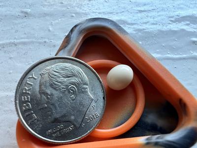 Grandfather Finds Littleneck Clam Pearl