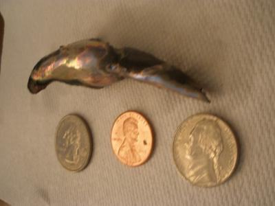 Great White Shark Abalone Pearl