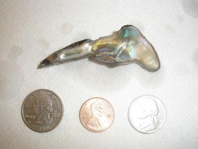 Great White Shark Abalone Pearl